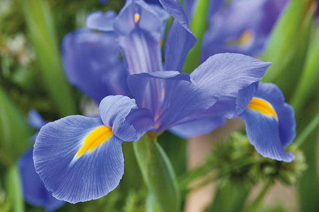Iris hollandica Professor Blaauw (Dutch Iris)