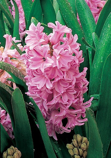 Hyacinthus orientalis Lady Derby (Dutch Hyacinth)