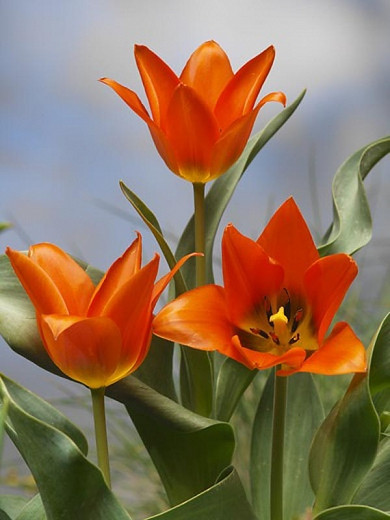 Tulipa Toronto (Greigii Tulip)