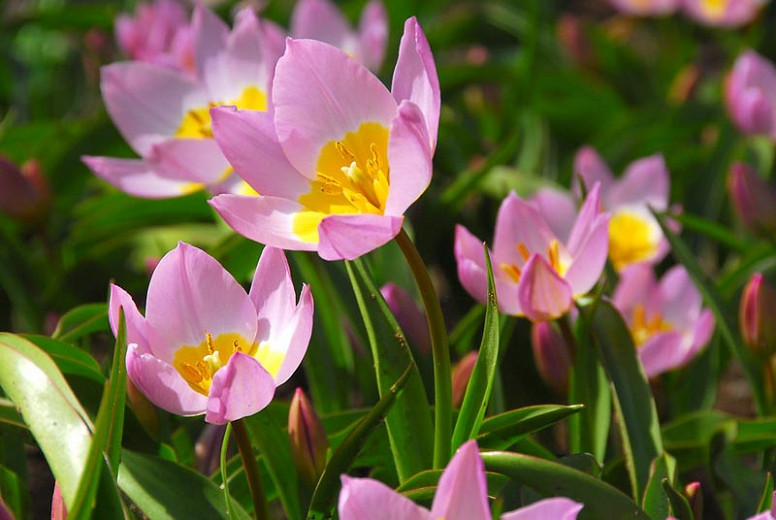 Tulipa saxatilis Lilac Wonder (Botanical Tulip)