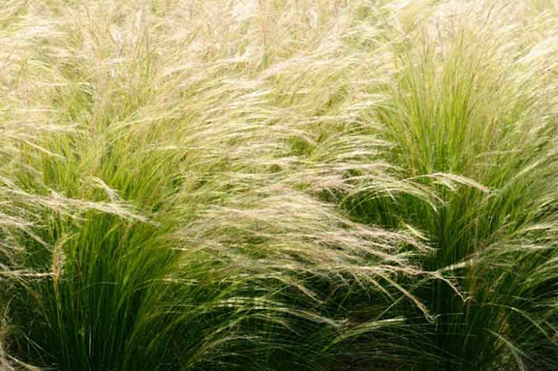 Stipa tenuissima (Mexican Feather Grass)