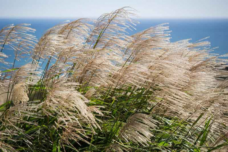 Miscanthus sinensis Gracillimus (Chinese Silver Grass)