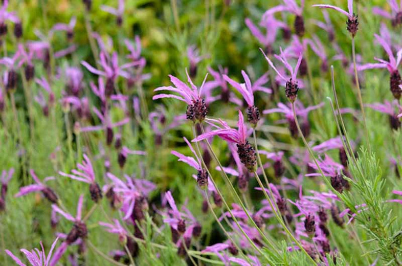 Lavandula pedunculata subsp. pedunculata (Lavender)