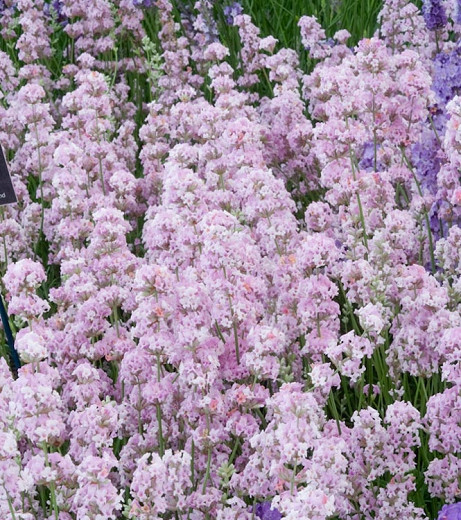 Lavandula angustifolia Rosea (Lavender)