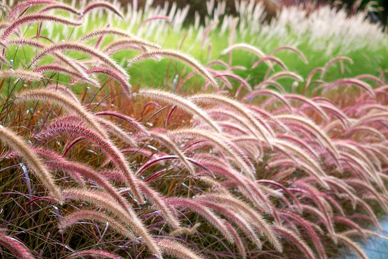 Pennisetum setaceum Rubrum (Purple Fountain Grass)