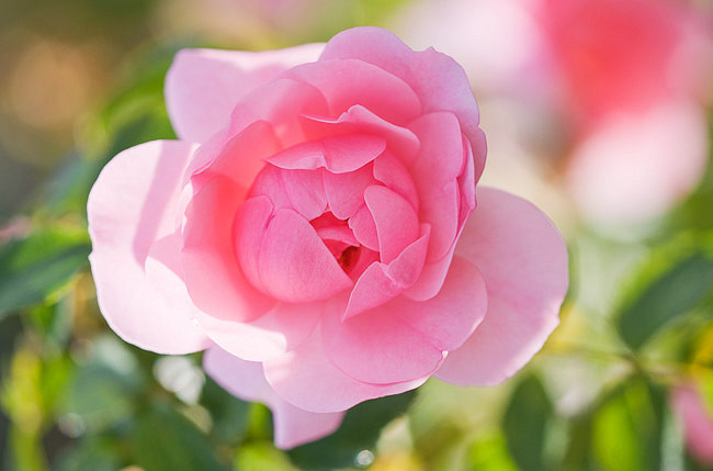 Rosa Bonica® (Floribunda Rose)