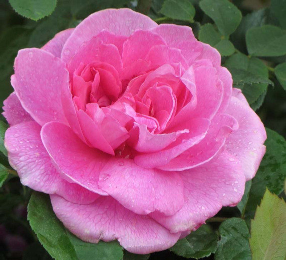 Rosa Gertrude Jekyll (English Rose)