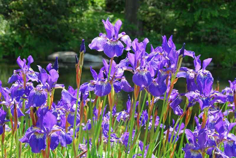 Iris sibirica Caesars Brother (Siberian Iris)