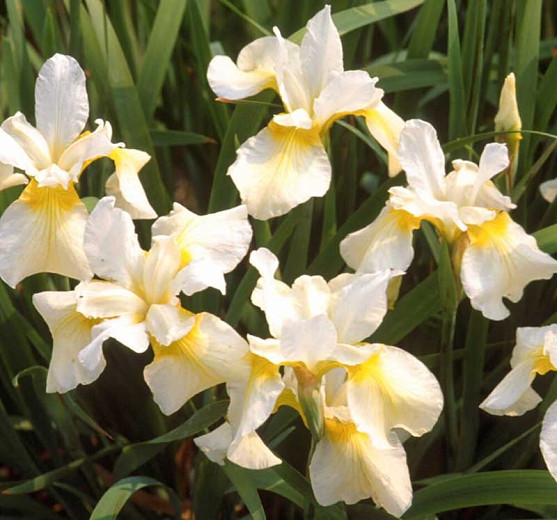 Iris sibirica Butter and Sugar (Siberian Iris)