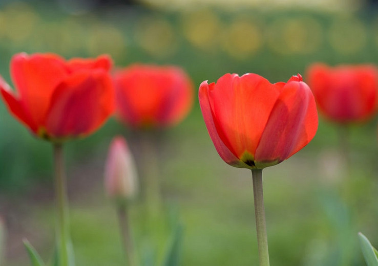 Tulipa Bastogne (Triumph Tulip)