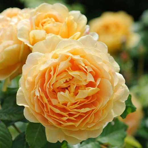 Rosa Golden Celebration (English Rose)
