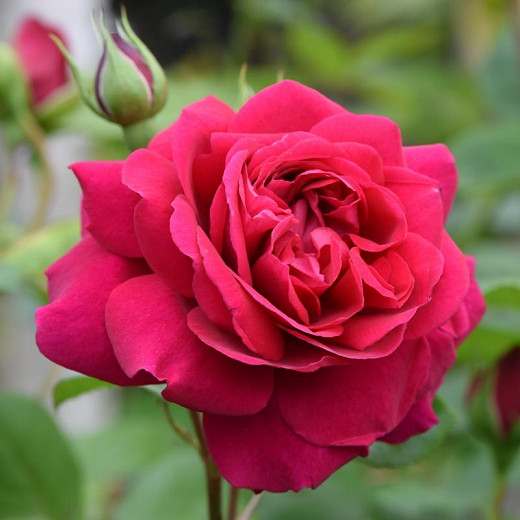 Rosa Tess of The dUrbervilles (English Rose)