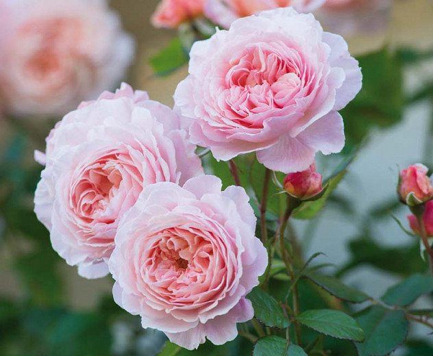 Rosa A Shropshire Lad (English Rose)