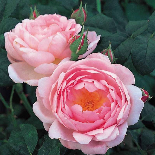 Rosa Scepterd Isle (English Rose)