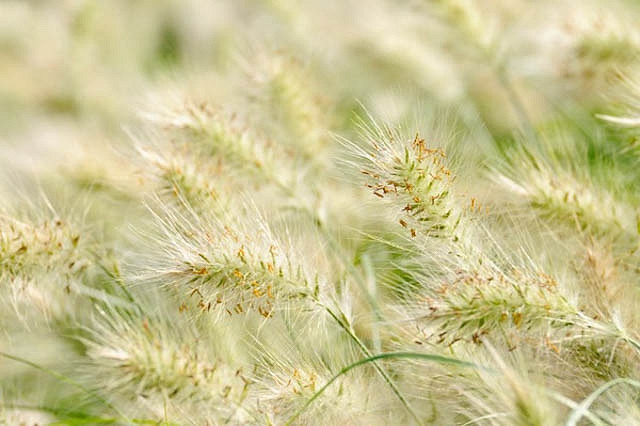 Pennisetum villosum (Feathertop Grass)
