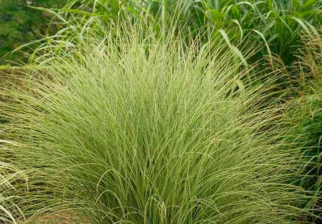 Miscanthus sinensis Morning Light (Chinese Silver Grass)