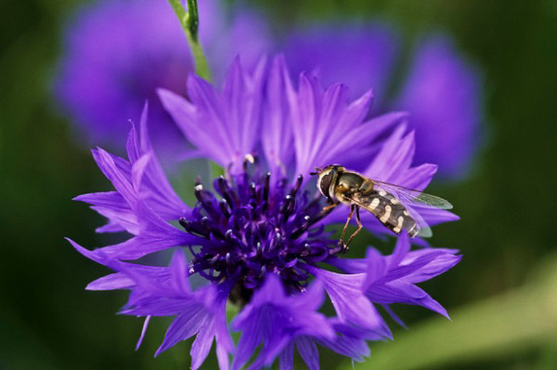 Centaurea cyanus (Cornflower)