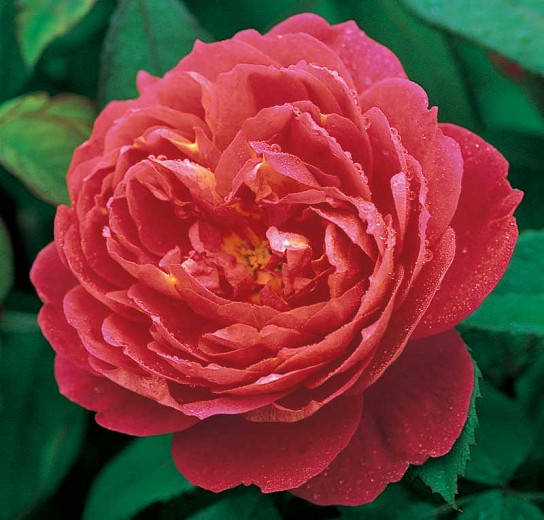 Rosa Benjamin Britten (English Rose)