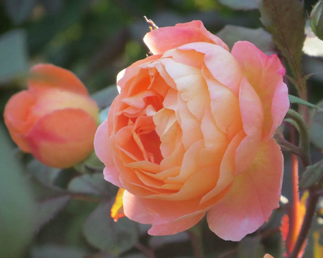 Rosa Lady Emma Hamilton (English Rose)