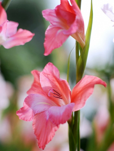 Gladiolus Charming Beauty (Sword-Lily)