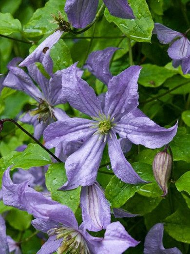 Clematis Prince Charles (Late Large-Flowered Clematis)