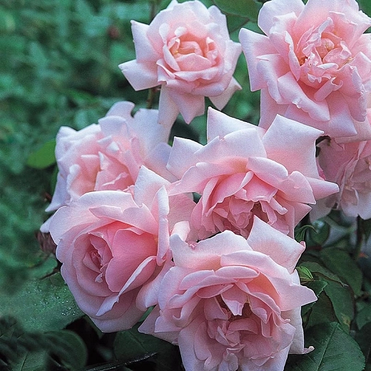 Rosa Sweet Juliet (English Rose)