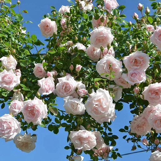 Rosa Twilight Zone (Grandiflora Rose)