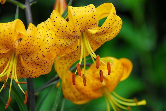 Lilium Citronella (Asiatic Lily)