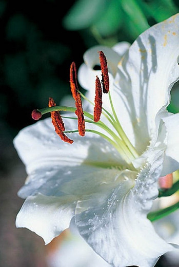 Lilium Casa Blanca (Oriental Lily)
