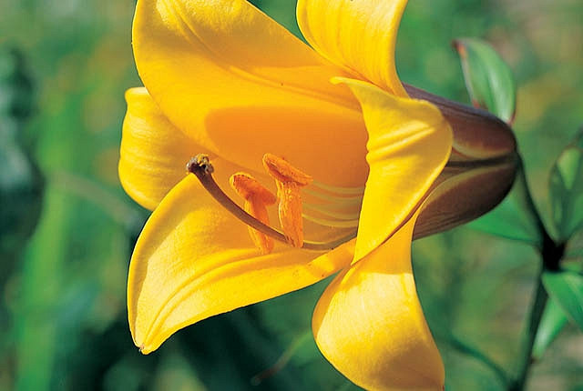 Lilium Golden Splendor (Trumpet Lily)