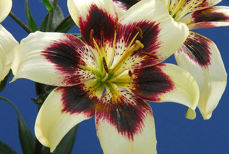 Lilium Patricias Pride (Asiatic Lily)