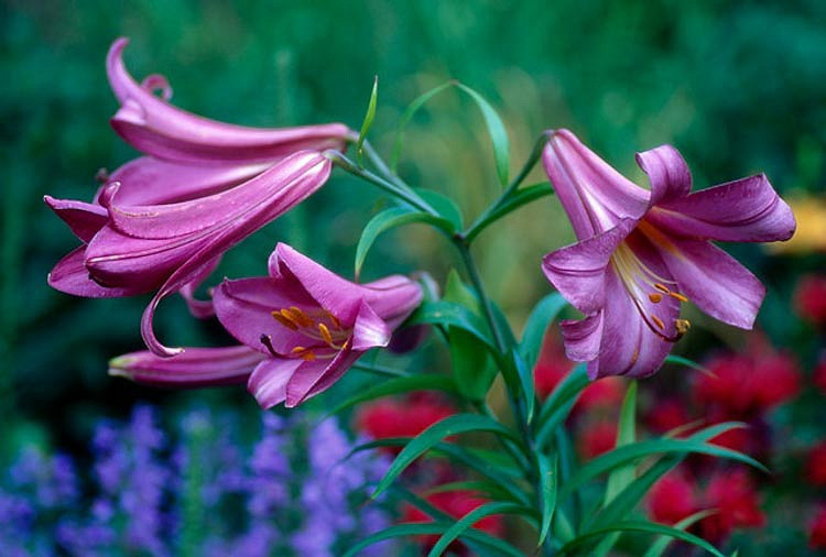 Lilium Pink Perfection (Trumpet Lily)
