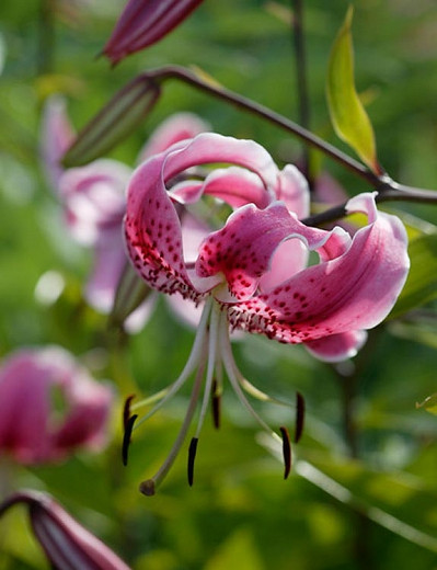 Lilium speciosum var. rubrum (Lily)