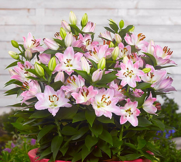 Lilium Souvenir (Oriental Lily)