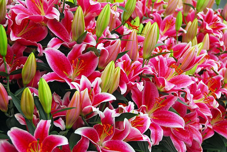 Lilium Starlight Express (Oriental Lily)