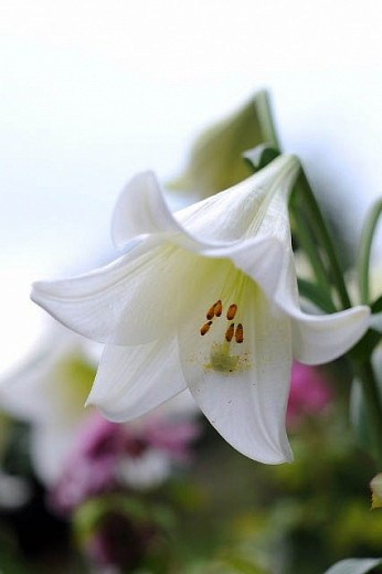 Lilium longiflorum White Heaven (Easter Lily)