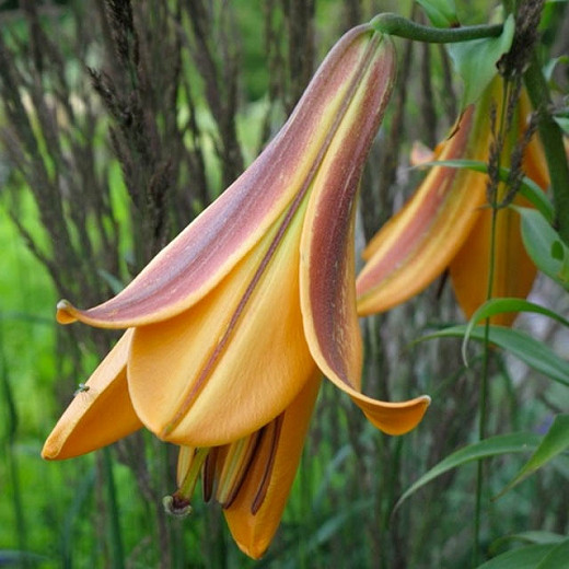 Lilium African Queen (Trumpet Lily)