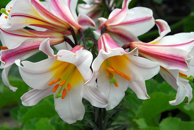 Lilium Regale (Trumpet Lily)