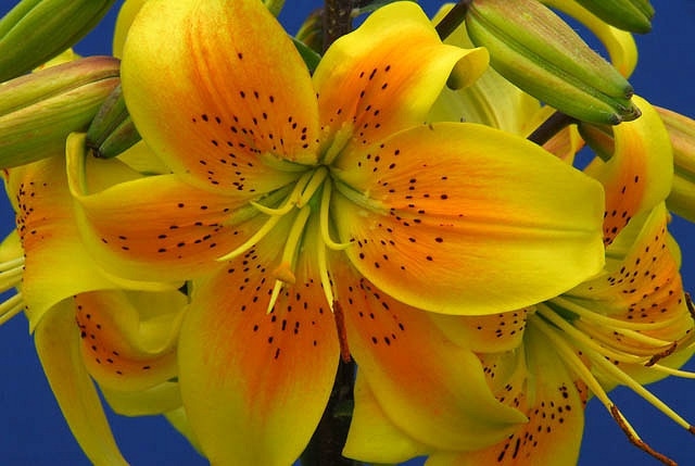 Lilium King Pete (Asiatic Lily)