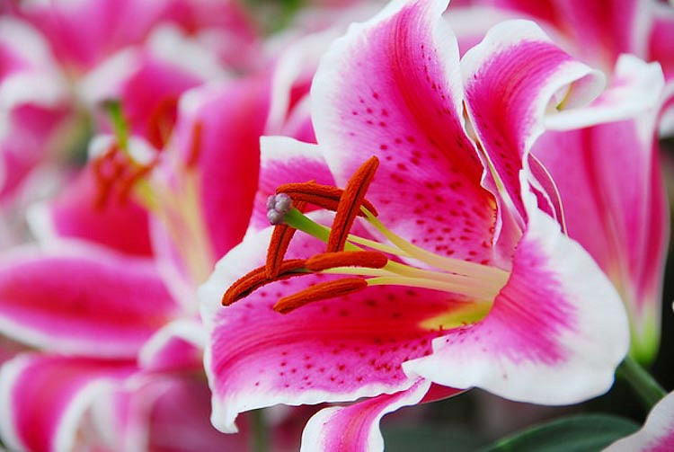 Lilium Starfighter (Oriental Lily)