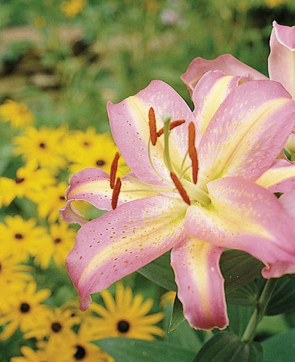 Lilium Tom Pouce (Oriental Lily)