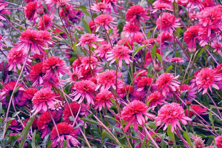 Echinacea Southern Belle (Coneflower)