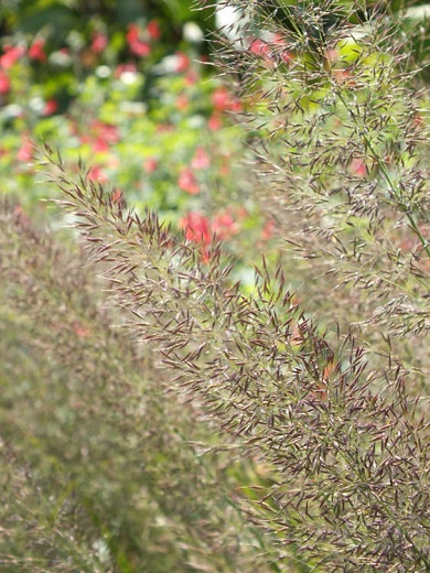 Calamagrostis brachytricha (Reed Grass)