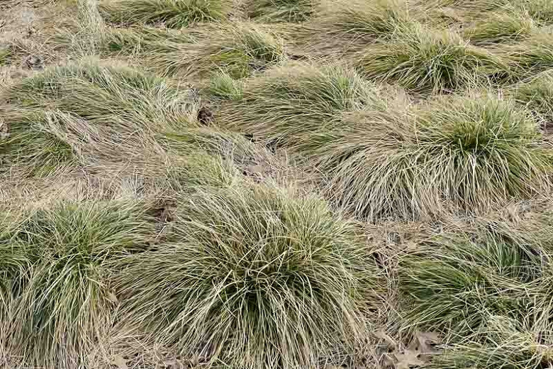 Carex comans Frosted Curls (New Zealand Hair Sedge)