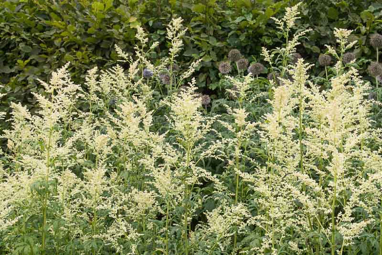 Artemisia lactiflora (White Mugwort)