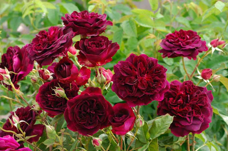 Rosa Munstead Wood (English Rose)