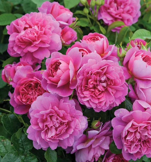 Rosa Princess Anne (English Rose)