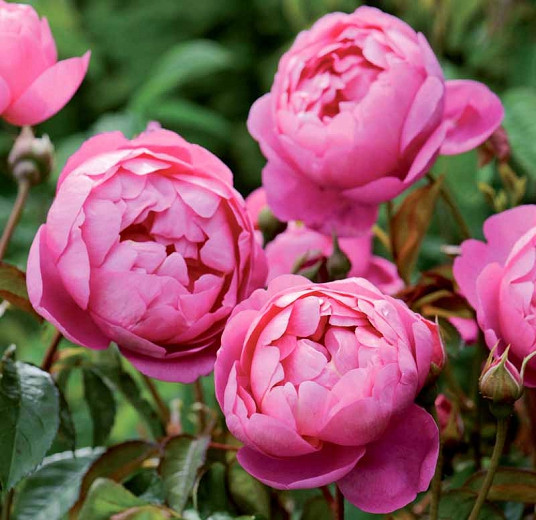 Rosa Royal Jubilee (English Rose)
