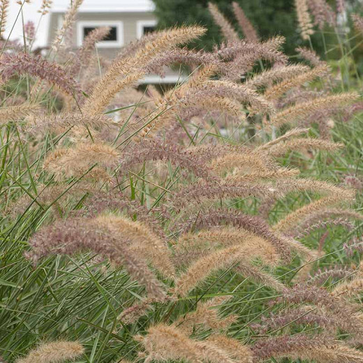 Pennisetum orientale Karley Rose (Oriental Fountain Grass)