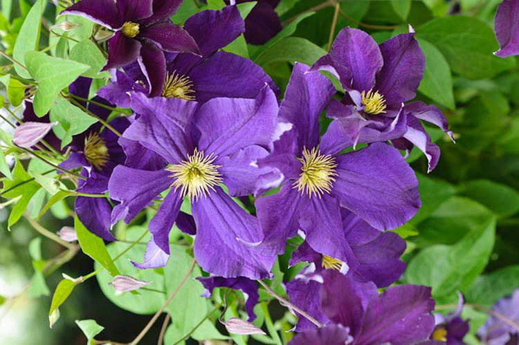 Clematis Viola (Late Large-Flowered Clematis)